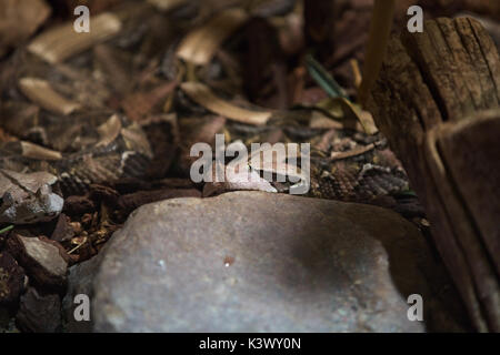 Gaboon Vipers Stock Photo