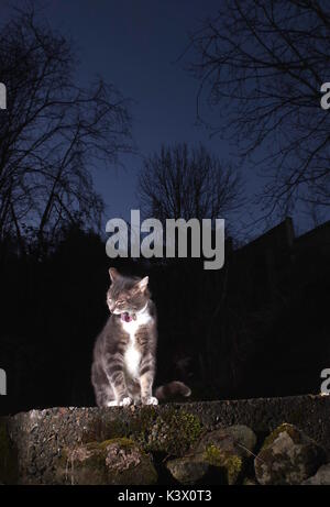 Tabby cat licking fur at night Stock Photo - Alamy