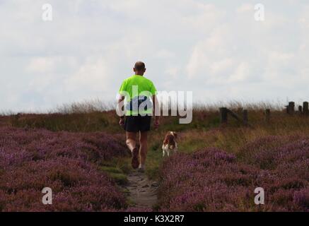 man walking dog in peak district purple heather longshaw estate Stock Photo