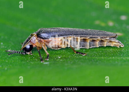 Glow Worm (Lampyris Noctiluca) male Stock Photo