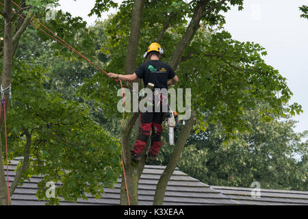 Tree surgeon working in protective gear, using climbing ropes for safety & with chainsaw, is high in branches of garden tree - Yorkshire, England, UK. Stock Photo