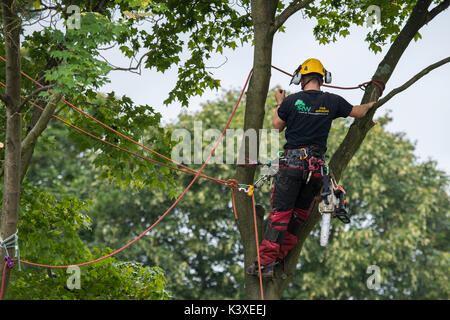 Tree surgeon working in protective gear, using climbing ropes for safety & with chainsaw, is high in branches of garden tree - Yorkshire, England, UK.