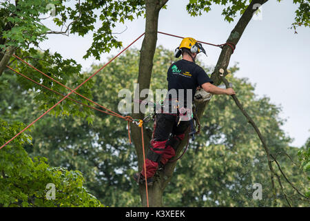 Tree surgeon working in protective gear, using climbing ropes for safety & holding chainsaw, high in branches of garden tree - Yorkshire, England, UK. Stock Photo