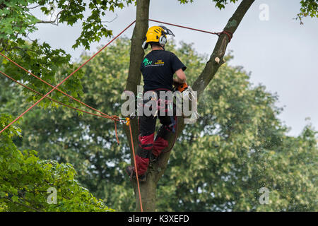 Tree surgeon working in protective gear, using climbing ropes for safety & holding chainsaw, high in branches of garden tree - Yorkshire, England, UK.