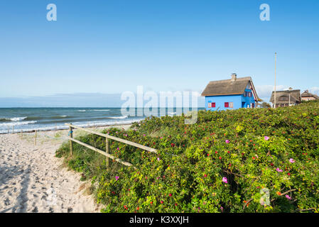 Historic blue beach house with thatched roof and dog rose bushes in the nature reserve on the peninsula of Graswarder at Heiligenhafen, Germany Stock Photo