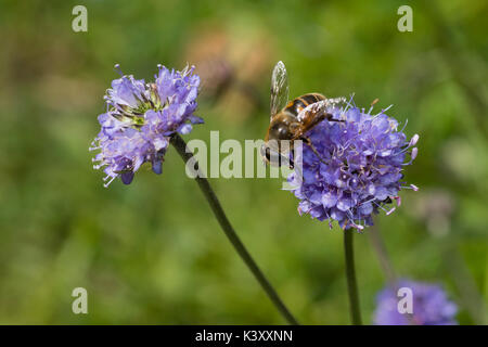 Pincushion blue flower heads of the UK wildflower Devil's bit scabious, Succisa pratensis, with an Eristalis pertinax hoverfly feeding Stock Photo