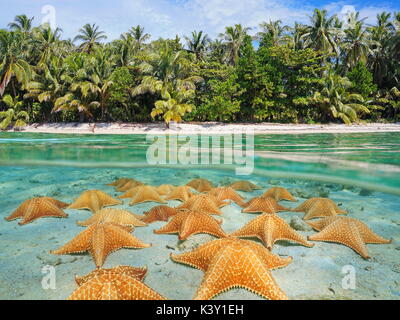 Split image over and under sea surface near the shore of a tropical beach above waterline and starfishes underwater on a sandy seabed, Caribbean sea Stock Photo