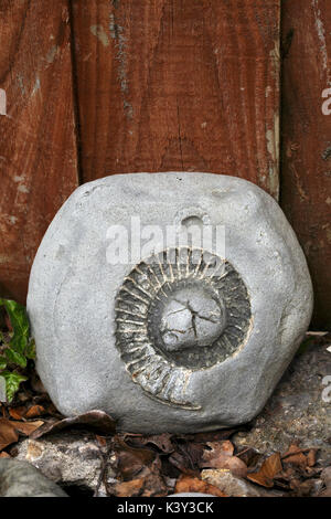 Ammonite fossil within a rock from the Jurassic Coast in Dorset. Stock Photo