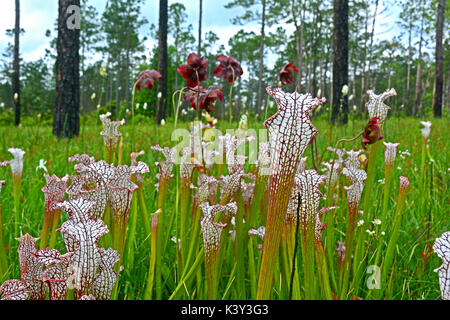 Endangered white topped pitcher plants (Sarracenia leucophylla) growing in a bog in the panhandle of Florida. Stock Photo