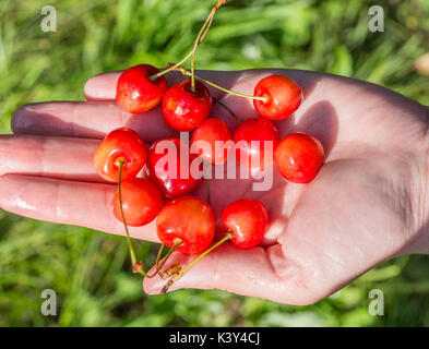 handful of cherries in hand on grass background, summer garden, village Stock Photo