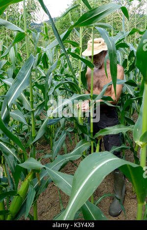 A farmer stands in cornfield and estimates the probable yield of the maize crop.  Slovenia Stock Photo