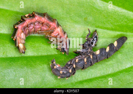 Glow Worm (Lampyris Noctiluca) pupae and old larvae skin Stock Photo
