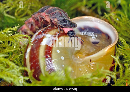 Glow Worm (Lampyris Noctiluca) resting on a snail shell Stock Photo