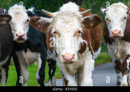 A close-up of a cow herd looking into camera, Cambridge, UK Stock Photo