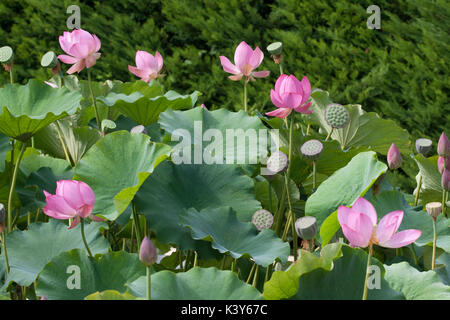 lotus flower Stock Photo