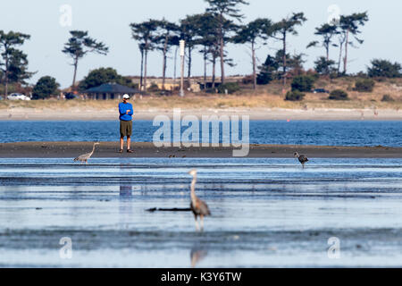Bird watching Fort Worden State Park beach, Port Townsend with Great Blue Herons. Stock Photo
