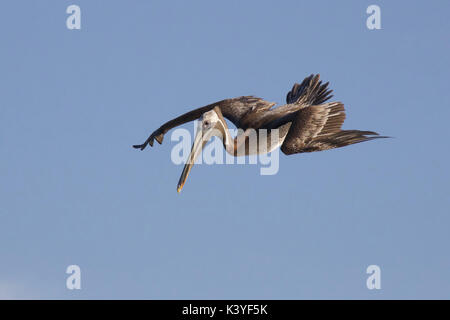 A brown pelican in an aerial dive as it hunts for fish Stock Photo