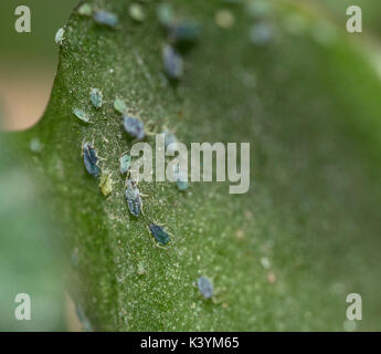 Aphids, plant lice insects and bugs, over a plant leaf and stem, macro Stock Photo