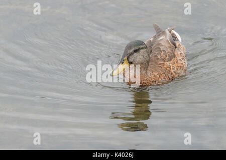 Swimming juvenile male mallard duck (Anas Platyrhynchos).  Mallards are a common species and are found in many parts of the world. Stock Photo