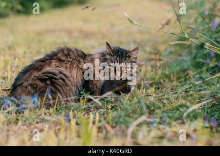 Gray cat caught a rat in a meadow. Stock Photo
