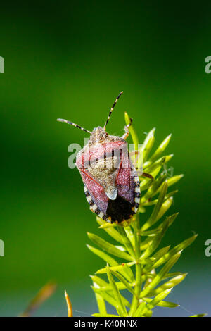 Sloe bug (Dolycoris baccarum). Irache, Ayegui, Navarre. Stock Photo