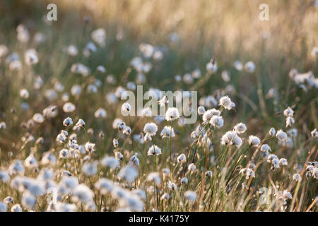 Cotton grass at sunlight Stock Photo