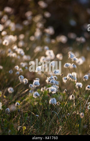 Cotton grass at sunlight Stock Photo