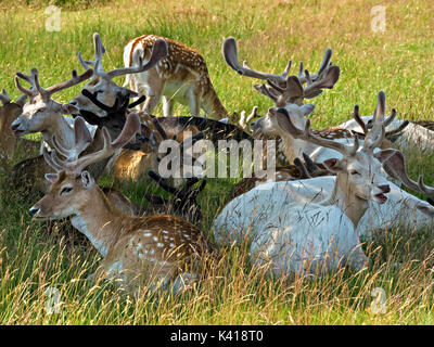 Herd of young Fallow Deer Bucks (Dama Dama) lying down in shade with velvet antlers, Bradgate Park, Leicestershire, England, UK Stock Photo