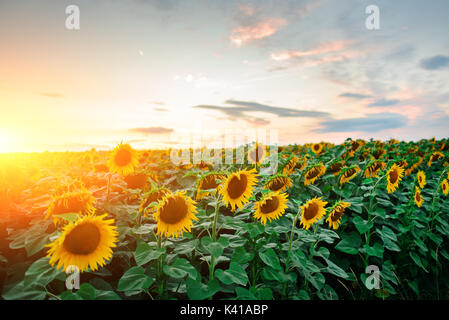 A plantation of beautiful sunflowers during the sunset, which brightly comes from a beautiful buccaneer sky with fluffy clouds. Stock Photo