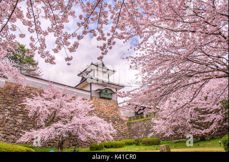Cherry blossoms at Kanazawa Castle Park in Japan Stock Photo