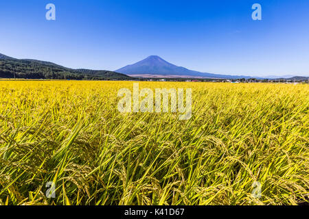 Rice Field and Mt. Fuji in Japan Stock Photo