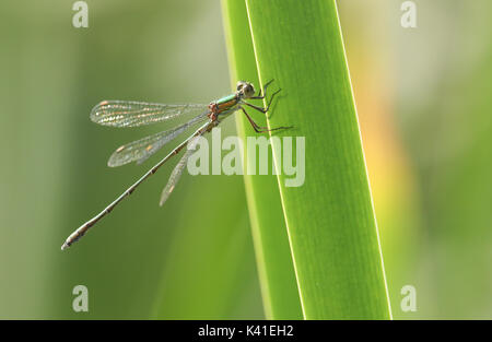 A stunning rare Willow Emerald Damselfly (Chalcolestes viridis) perched on a reed. Stock Photo