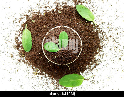 Tea Leaves with Basil Leaf Stock Photo