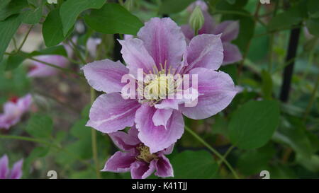 flower purple white clematis piilu summer garden Stock Photo