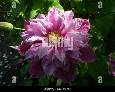 flower purple white clematis piilu summer garden Stock Photo