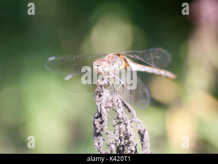 dragonfly perched on dead plant bokeh focus; Essex; England; UK Stock Photo