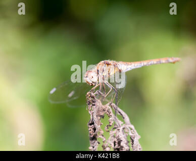dragonfly perched on dead plant bokeh focus; Essex; England; UK Stock Photo