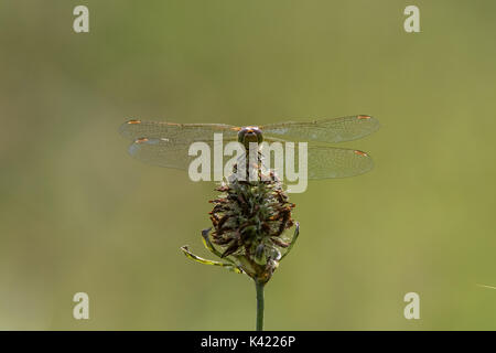 Common darter (Sympetrum striolatum) front view. Female dragonfly in the family Libellulidae, showing compound eyes Stock Photo