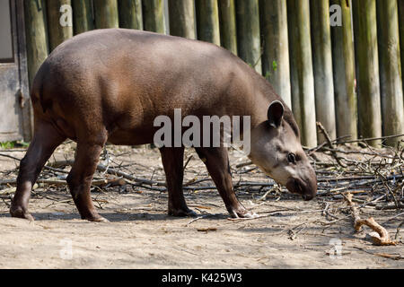 South American tapir (Tapirus terrestris), Brazilian tapir. The lowland tapir is the largest surviving native terrestrial mammal in the Amazon Stock Photo