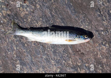 Sea trout Salmo trutta morpha trutta caught in fjord in Norway Stock Photo