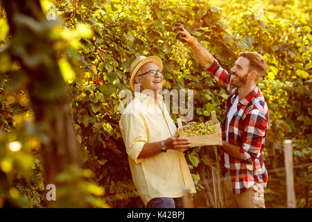 farmers harvesting grapes in vineyard - happy father and son Stock Photo