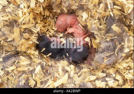 Newly Born Baby Rabbits, in nest bedding, domestic pet, pink/black skin and no hair Stock Photo