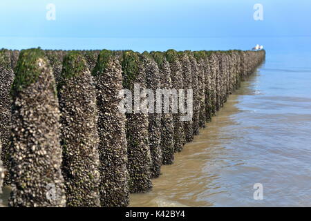 Mussels cultivated on poles (bouchots) on the beach near Cap Gris Nez, Cote d'Opale, Pas de Calais, Hauts de France, France Stock Photo