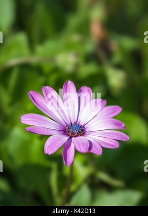 African daisies (Osteospermum ecklonis) in late Summer in West Sussex, UK. Pink African daisy. African daisy portrait. African daisy copy space. Stock Photo