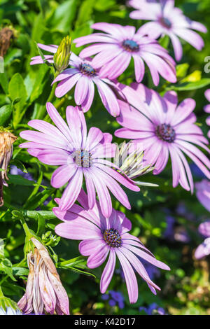 African daisies portrait (Osteospermum ecklonis) in late Summer in West Sussex, England, UK. Pink African daisies. Pink Osteospermum ecklonis. Stock Photo