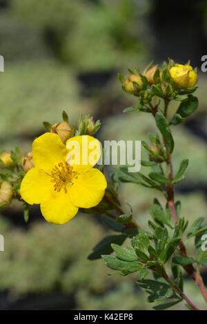 Close up of a dwarf cinquefoil yellow flower - Latin name Potentilla aurea Stock Photo