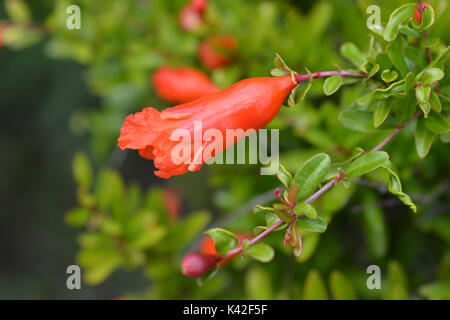 Close up of an orange red dwarf pomegranate flower - Latin name Punica granatum var. nana Stock Photo
