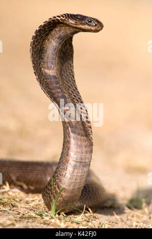 Egyptian cobra, Naja haje, used for snake charmer show, reared up showing hood, Rann of Kutch, Gujarat, India Stock Photo