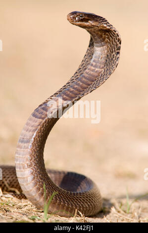 Egyptian cobra, Naja haje, used for snake charmer show, reared up showing hood, Rann of Kutch, Gujarat, India Stock Photo