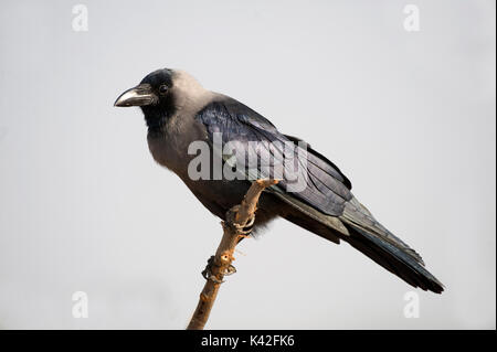 House Crow, Corvus splendens, Nalsarovar Bird Sanctuary, Gujarat, India, Colombo Crow,perched on branch Stock Photo